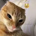 cateww
