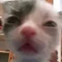 sniffing
