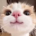 owo