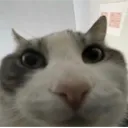 yuh