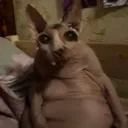 jeostare