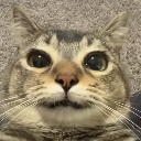 cat custom emote | ⊱Oc community⊰