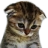 hvn_Catsad