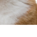:c6: