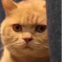 wtf_cat