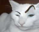 gigaCat