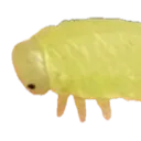 bu