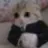 fancycat fancycat
