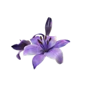 Purpleflower