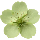 6987greensakuraflower