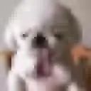 smoothiedog smoothiedog