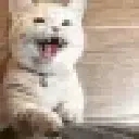 DC_ACatGimmeAttention