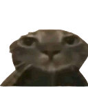 A close-up of a cat with wide, unblinking eyes and a blank, suspicious expression.
