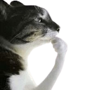 A cat resting its chin on its paw in a thoughtful, skeptical expression.
