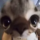 cat_face