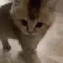 RAH