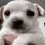 pepper