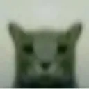 staringcat