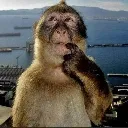 monke monke