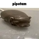 pipotam
