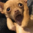 i55 custom emote - 𝐋𝐨𝐓𝐟𝐢 𝐂𝐨𝐦𝐦𝐮𝐧𝐢𝐭𝐲