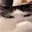 cat_lick