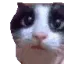CatUhmmm_wc