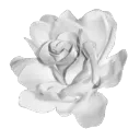 01_whiteflower