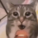 A tabby cat with wide, startled eyes and an open mouth as if singing or gasping.