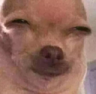 44 custom emote from 𝐋𝐨𝐓𝐟𝐢 𝐂𝐨𝐦𝐦𝐮𝐧𝐢𝐭𝐲
