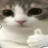CatThumbsUp_wc