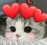 CatCuteHearts_wc