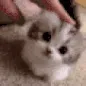 CatSmolPats_wc