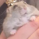 hamster