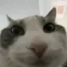 CatChubbyStare_wc