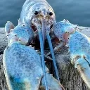 blue_lobster blue_lobster