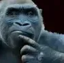 monkethink