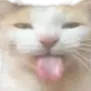 cattongue