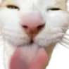 cattongue