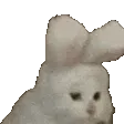 kit_bunny kit_bunny