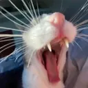 kit_RAAAAAAAAAAAGH