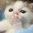 kit_gasp