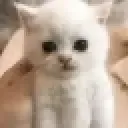 kit_caught