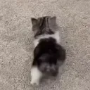 kit_waddles