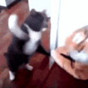 1139catslap animated Discord emote - Finn's Friendlings