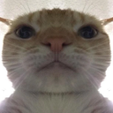 7885catstare Discord Emoji - Finn's Friendlings