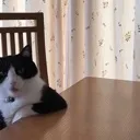 cat_huh