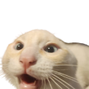 :Cat: