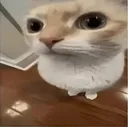 susstare susstare