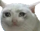 cryingcat